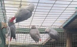 İstanbul Havalimanı’nda Kaçak Papağan Operasyonu: 20 Afrika Gri Papağanı Kurtarıldı!