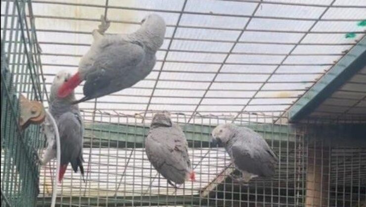 İstanbul Havalimanı’nda Kaçak Papağan Operasyonu: 20 Afrika Gri Papağanı Kurtarıldı!