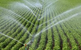 Bakan Yumaklı’dan Tohum Sektöründe Yükseliş: Türkiye Küresel Güç Olma Yolunda