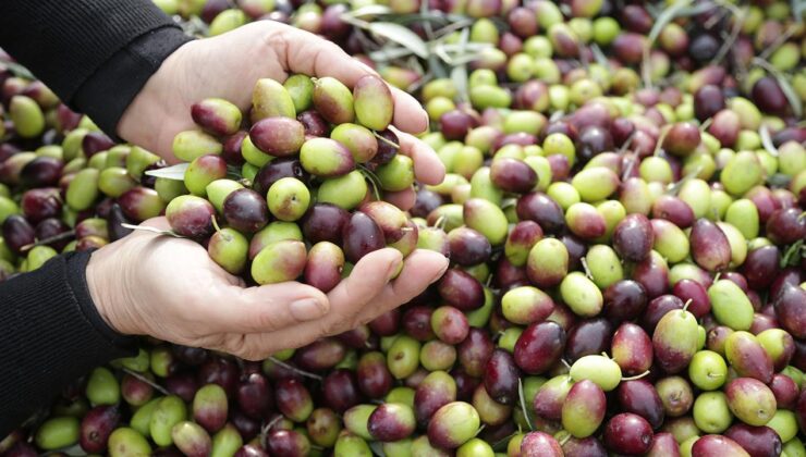 Milas Zeytinyağı ve Zeytini Dünya Pazarlarında Yükseliyor: AB Tescili ve Markalaşma Hamlesi