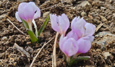 Çankırı’da Baharın Müjdecisi Kar Çiçekleri Açtı: Yapraklı Yaylası’nda Doğa Şöleni