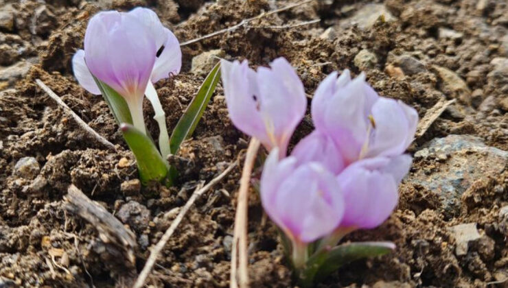 Çankırı’da Baharın Müjdecisi Kar Çiçekleri Açtı: Yapraklı Yaylası’nda Doğa Şöleni