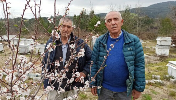 Lapseki’den Meyve Üreticilerine Arı Hassasiyeti Çağrısı: İlaçlamaya Dikkat!
