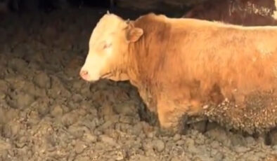 Çorum’da Hayvanlara Kötü Muamele: Tarım Bakanlığı’ndan İdari Para Cezası ve Sıkı Denetim