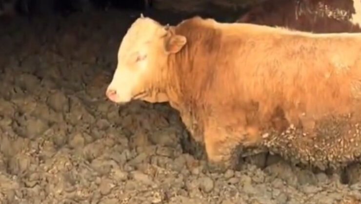 Çorum’daki Hayvan Refahına Aykırı İşletmeye Ceza: Tarım ve Orman Bakanlığı’ndan Sıkı Denetim