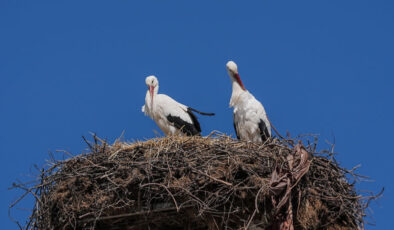 Yaren ve Nazlı Kavuştu: Leyleklerin Unutulmaz Aşk Hikayesi 15. Kez Yeniden Canlandı