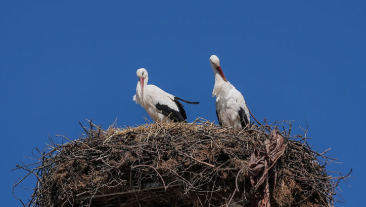 Yaren ve Nazlı Kavuştu: Leyleklerin Unutulmaz Aşk Hikayesi 15. Kez Yeniden Canlandı