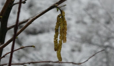 Ordu’da Şubat Ayı Kar Yağışı Fındık İçin Risk Taşıyor mu? Zirai Don Tehlikesi Devam Ediyor