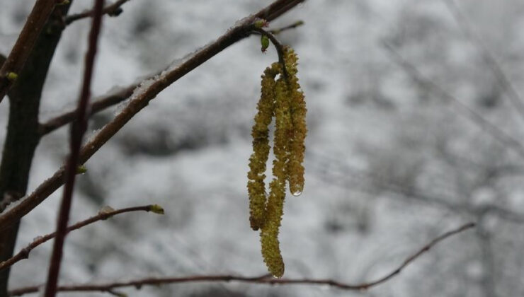 Ordu’da Şubat Ayı Kar Yağışı Fındık İçin Risk Taşıyor mu? Zirai Don Tehlikesi Devam Ediyor