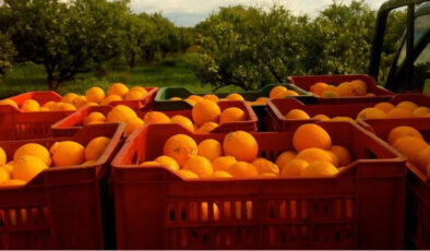 Hatay’da Portakal Bahçesinde Uyuşturucu Operasyonu: 175 Kilogram Kimyasal Madde Ele Geçirildi