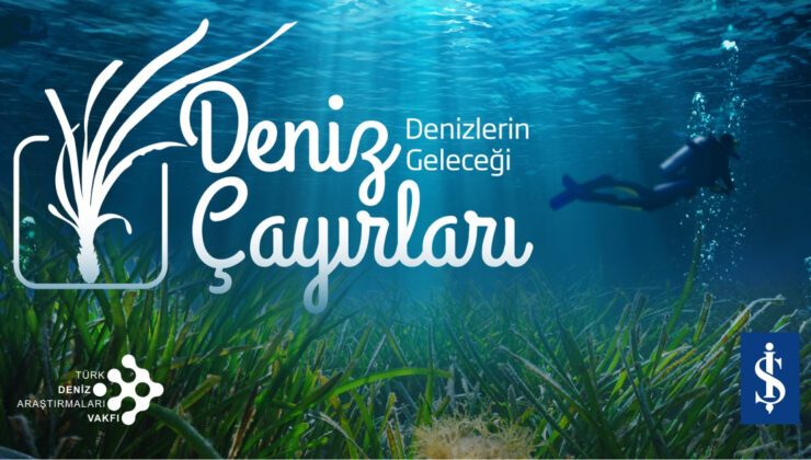 Deniz Çayırları: İklim Değişikliğiyle Mücadelenin Gizli Kahramanları Tehlike Altında