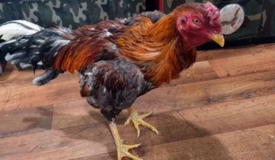 Sakarya’da Horoz Dövüşüne Geçit Yok: 16 Kişiye Rekor Ceza, 33 Horoz Kurtarıldı