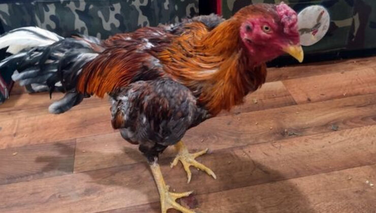 Sakarya’da Horoz Dövüşüne Geçit Yok: 16 Kişiye Rekor Ceza, 33 Horoz Kurtarıldı