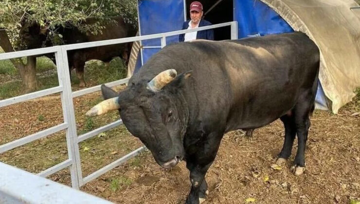 Aydın’da Besici Boğanın Saldırısına Uğradı: Kaburgaları Kırılan Adam Yoğun Bakımda