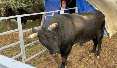 Aydın’da Besici Boğanın Saldırısına Uğradı: Kaburgaları Kırılan Adam Yoğun Bakımda