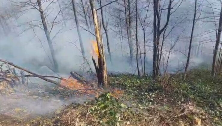 Kastamonu Üniversitesi’nden Orman Yangınlarına Karşı Bilimsel Çözüm: Hibrit Makine Öğrenmesi ile Risk Haritaları ve İklim Projeksiyonları
