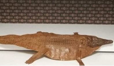 Afyonkarahisar’da Timsah Derisi Operasyonu: Polis Denetiminde Yakalananlar Gözaltına Alındı