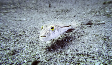 İstilacı Türlerle Mücadelede Yeni Adımlar: Türkiye’de Biyolojik Çeşitliliği Koruma Çalışmaları Hız Kazanıyor