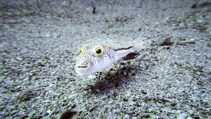 İstilacı Türlerle Mücadelede Yeni Adımlar: Türkiye’de Biyolojik Çeşitliliği Koruma Çalışmaları Hız Kazanıyor