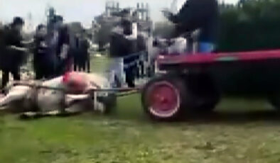 Adana’da At Eziyetine Adli Kontrol ve Hayvan Barınağı Temizliği Cezası