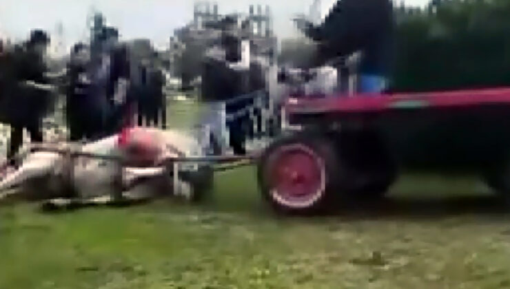 Adana’da At Eziyetine Adli Kontrol ve Hayvan Barınağı Temizliği Cezası