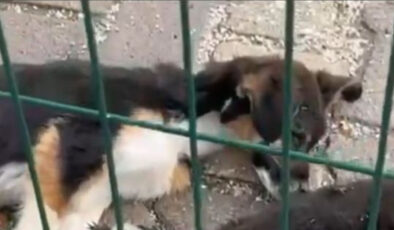 Bucak Belediyesi Barınağındaki Köpek Ölümleri İncelemede: Soruşturma Başlatıldı