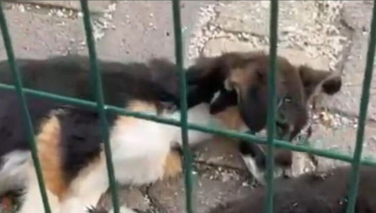 Bucak Belediyesi Barınağındaki Köpek Ölümleri İncelemede: Soruşturma Başlatıldı