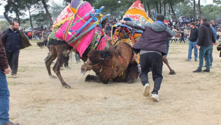 Şap Salgınına Rağmen Burhaniye’de Deve Güreşi Heyecanı: Antrenman Güreşleri Yoğun İlgi Gördü