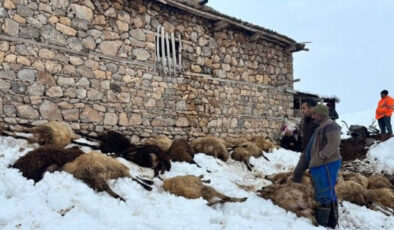 Erzincan’da Yem Zehirlenmesi Şüphesi: 80 Koyun Telef Oldu, Üretici Büyük Zararda