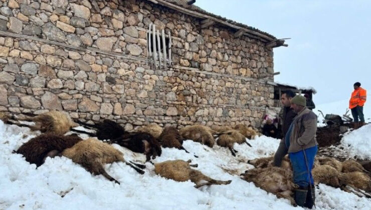 Erzincan’da Yem Zehirlenmesi Şüphesi: 80 Koyun Telef Oldu, Üretici Büyük Zararda