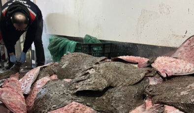 Sinop’ta Kaçak Avcılığa Geçit Yok: 491 Kalkan Balığına El Konuldu, Burak Elmas Uyuşturucu Soruşturmasında