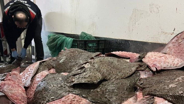 Sinop’ta Kaçak Avcılığa Geçit Yok: 491 Kalkan Balığına El Konuldu, Burak Elmas Uyuşturucu Soruşturmasında