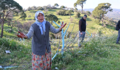 Aydın’da Faci: Koçarlı’da Yüzlerce Zeytin ve İncir Ağacı Katledildi