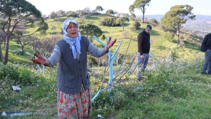 Aydın’da Faci: Koçarlı’da Yüzlerce Zeytin ve İncir Ağacı Katledildi