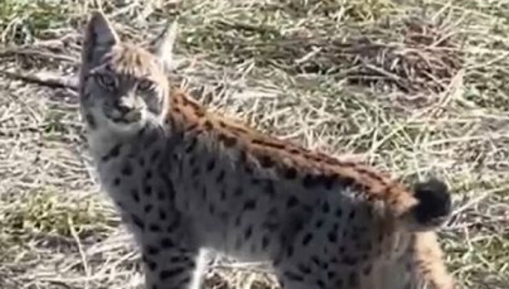 Sivas’ta ‘Ormanın Hayaleti’ Vaşak Görüntülendi: Çığlık Atarken Kamerada