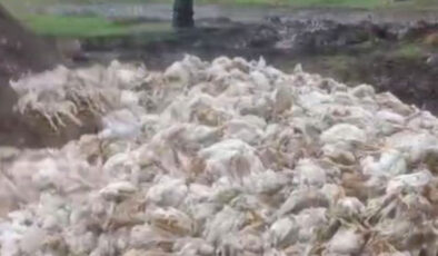 Mersin Tarsus’ta Çevre Felaketi: Ormana Atılan Yüzlerce Ölü Tavuk Halk Sağlığını Tehdit Ediyor