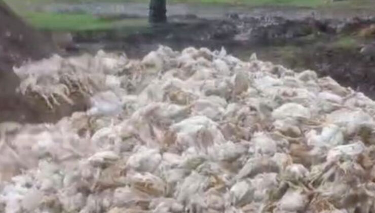 Mersin Tarsus’ta Çevre Felaketi: Ormana Atılan Yüzlerce Ölü Tavuk Halk Sağlığını Tehdit Ediyor