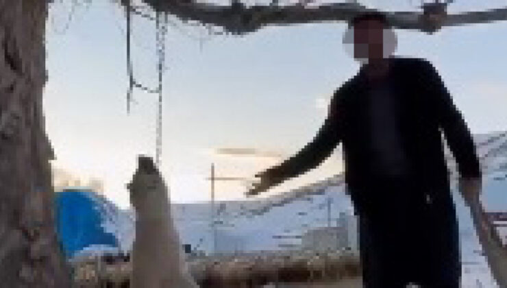 Kayseri’de Vicdanları Yaralayan Olay: Sahibi Köpeğini Ağaca Asarak Öldürdü