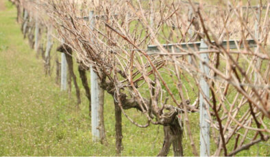 Tekirdağ’dan Yeni Üzüm Çeşidi: ‘Gün Işığı’ Üreticilere Umut Olacak