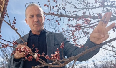 Malatya’da Erken Çiçek Açan Kayısı Ağaçları Şaşırttı: Don Endişesi Yeniden Gündemde