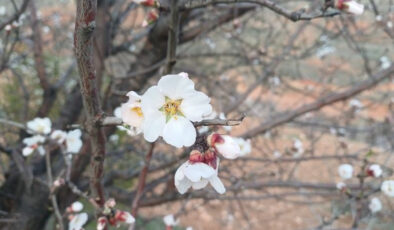 Batman’da Bahar Coşkusu: Havaların Isınmasıyla Badem Ağaçları Çiçek Açtı, Tarım Arazileri Renklendi