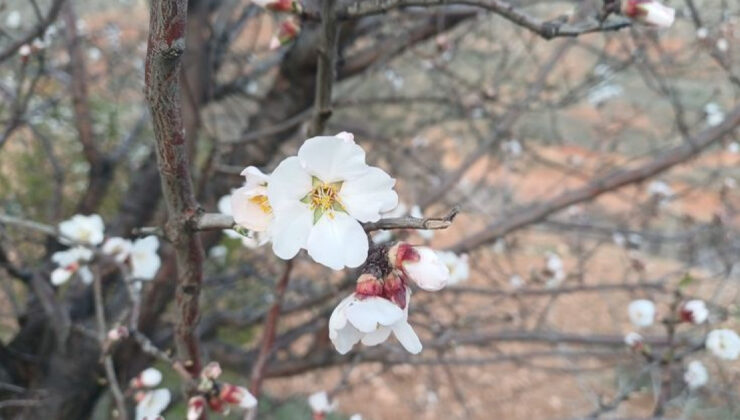 Batman’da Bahar Coşkusu: Havaların Isınmasıyla Badem Ağaçları Çiçek Açtı, Tarım Arazileri Renklendi