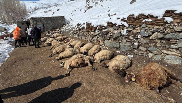 Van’da Ahır Yangını: 67 Küçükbaş Hayvan ve 1 İnek Telef Oldu, Çiftçi Yardım Bekliyor