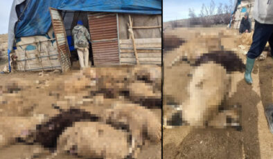 Tunceli’de Kurt Paniği: Erkalkan Köyünde 64 Koyun Telef Oldu