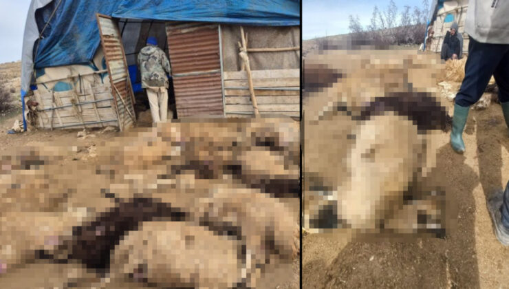 Tunceli’de Kurt Paniği: Erkalkan Köyünde 64 Koyun Telef Oldu