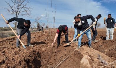 Şanlıurfa’dan Yeşil Hamle: 20 Bin Çınar Fidanı İle Kentin Çehresi Değişiyor
