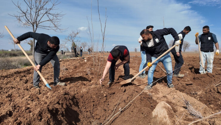 Şanlıurfa’dan Yeşil Hamle: 20 Bin Çınar Fidanı İle Kentin Çehresi Değişiyor