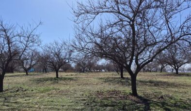 Malatya’da Zirai Don Yaraları Sarılıyor: Kayısıda Yüksek Verim Umudu