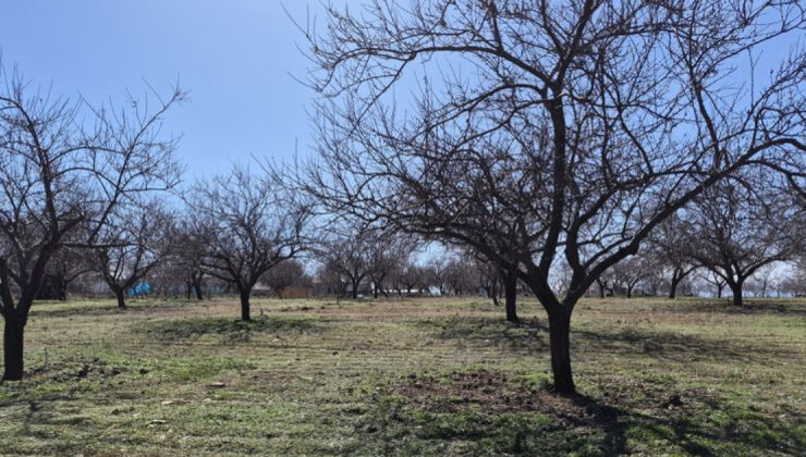 Malatya’da Zirai Don Yaraları Sarılıyor: Kayısıda Yüksek Verim Umudu
