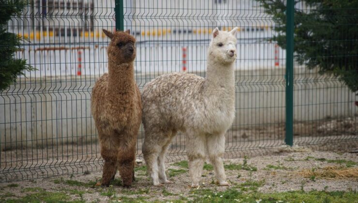 İpsala Sınır Kapısı’nda Kaçak Hayvan Operasyonu: Alpaka ve Cins Güvercinler Ele Geçirildi